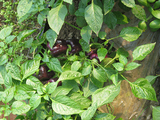 紫椒示范基地